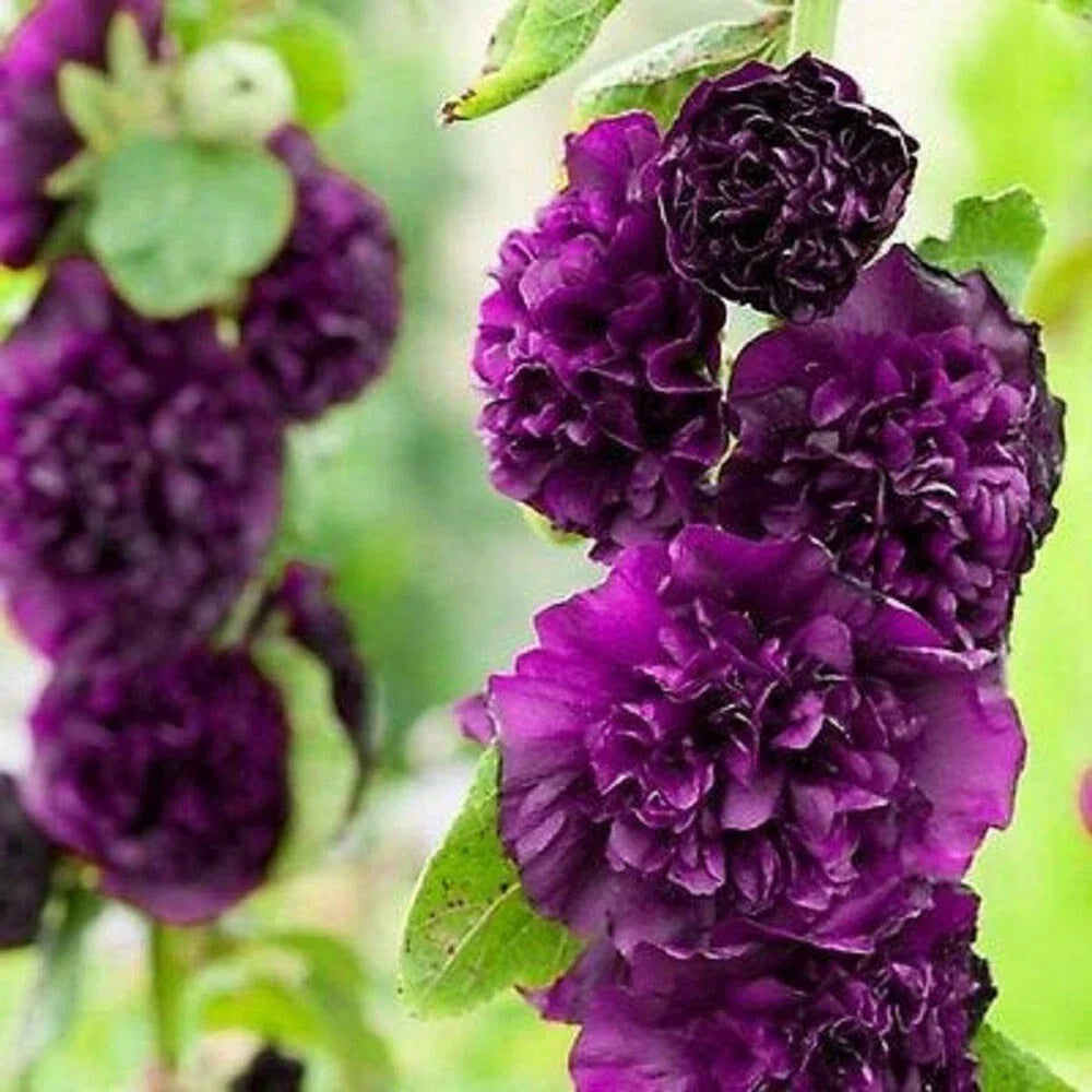 25 Double Dark Purple Hollyhock Seeds - Alcea rosea Perennial Flowers - US Seller