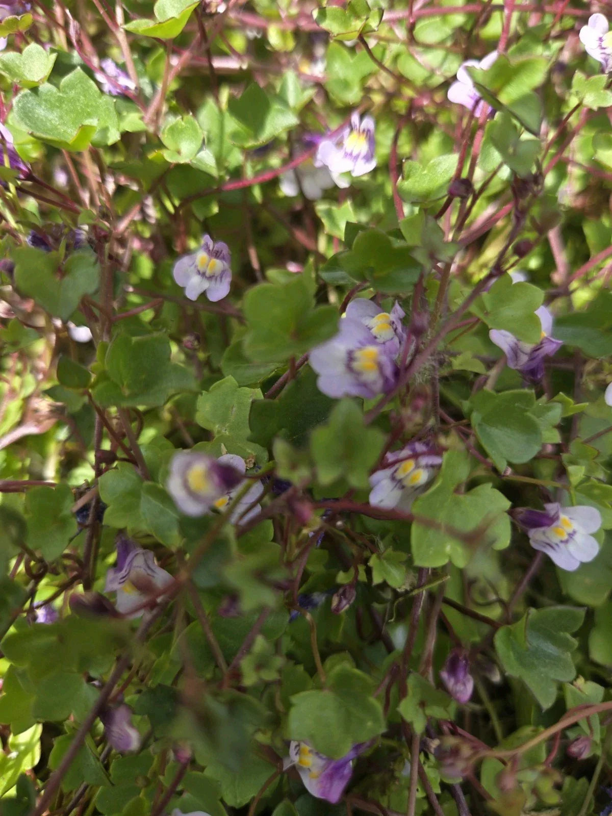 Live Kenilworth Ivy Root Cuttings - Hardy Perennial Groundcover Cymbalaria Muralis