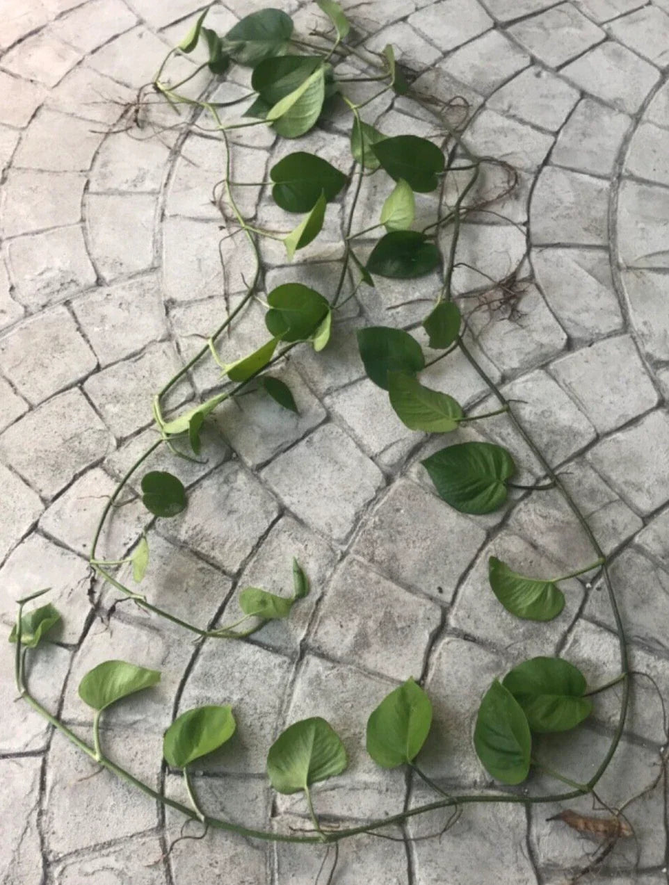 Pothos Cutting 12" with Roots & Leaves, Epipremnum aureum, Indoor/Outdoor Climbing Plant, Lush Green Foliage