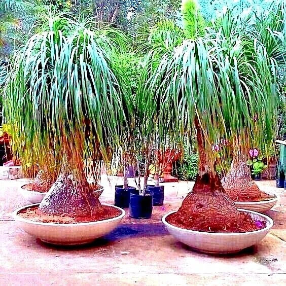 Ponytail Palm Tree Seeds Beaucarnea recurvata Indoor House Plant Elephant Foot Easy Care Seeds