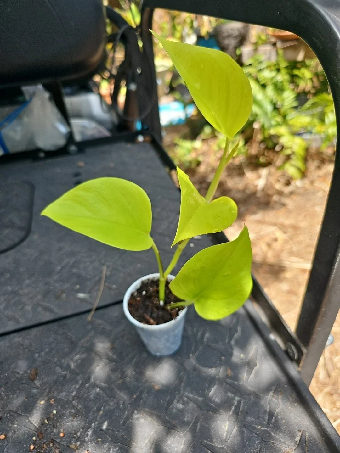 Epipremnum aureum 'Champs Elysees' Pothos Plant - 2.5" Pot Indoor Houseplant, Variegated Green Cream Foliage