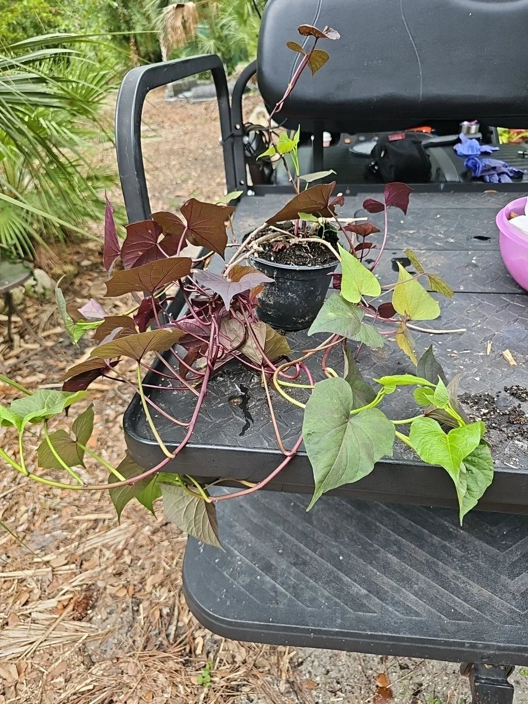 Large Heirloom Sweet Potato 'Blackie' Live Plant - Ipomoea batatas Vine Grown