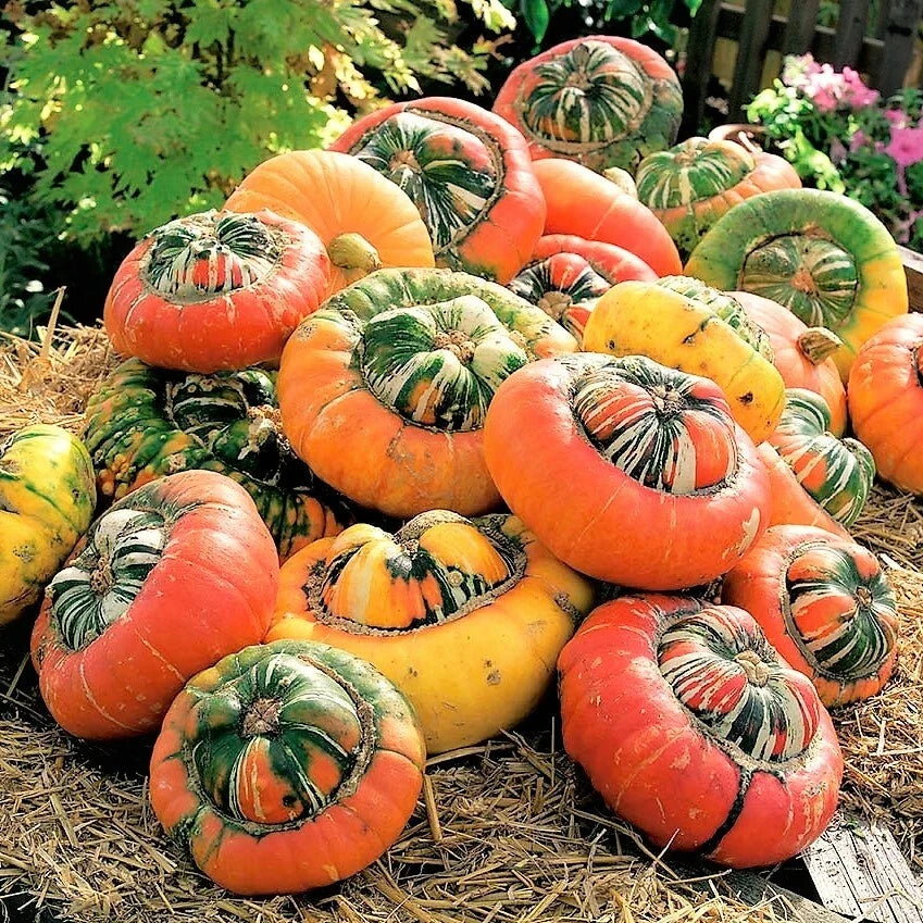 Turk's Turban Pumpkin Seeds | Vegetable Seed Pack | Ornamental & Edible Cucurbita maxima | Non-GMO, Full Sun, 20 Seeds