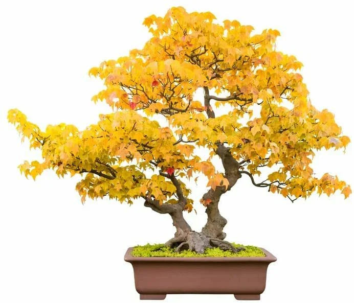 Trident Maple Bonsai Tree Seeds - 20 Count - Acer buergerianum - Indoor & Outdoor
