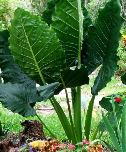 Borneo Giant Elephant Ear Taro Seedlings, 3 Pack, Alocasia Macrorrhiza, Tropical Indoor & Garden Plants