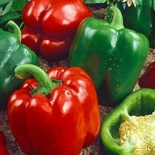 California Wonder Bell Pepper Seeds | Heirloom Non-GMO Capsicum annuum | Sweet Bell Peppers for Garden, Container, and Raised Bed Cultivation