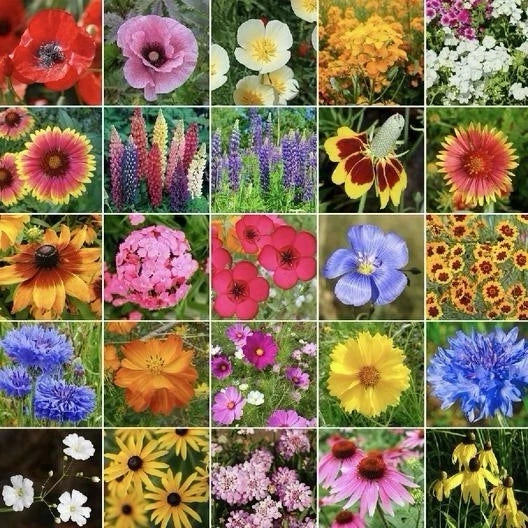 Midwest Wildflower Seed Mix 250g - 23 Native Varieties for Pollinators & Hummingbirds