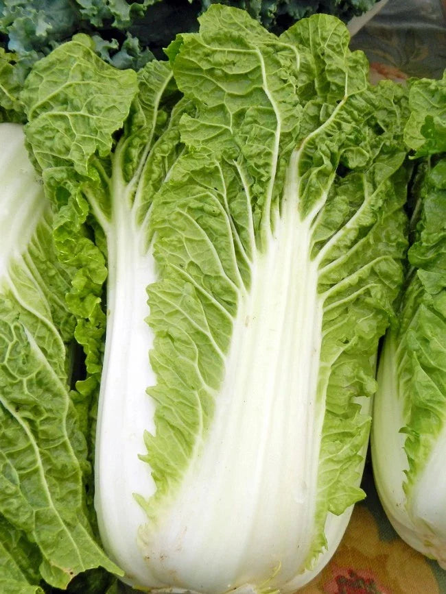 Michihili Chinese Cabbage Seeds NON-GMO Brassica rapa subsp. pekinensis