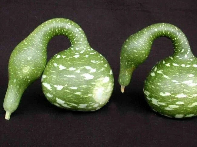 Speckled Swan Gourd Seeds - Fresh Cucurbita pepo Variety for Decorative Gourds & Crafts - Vining, Unique Pattern