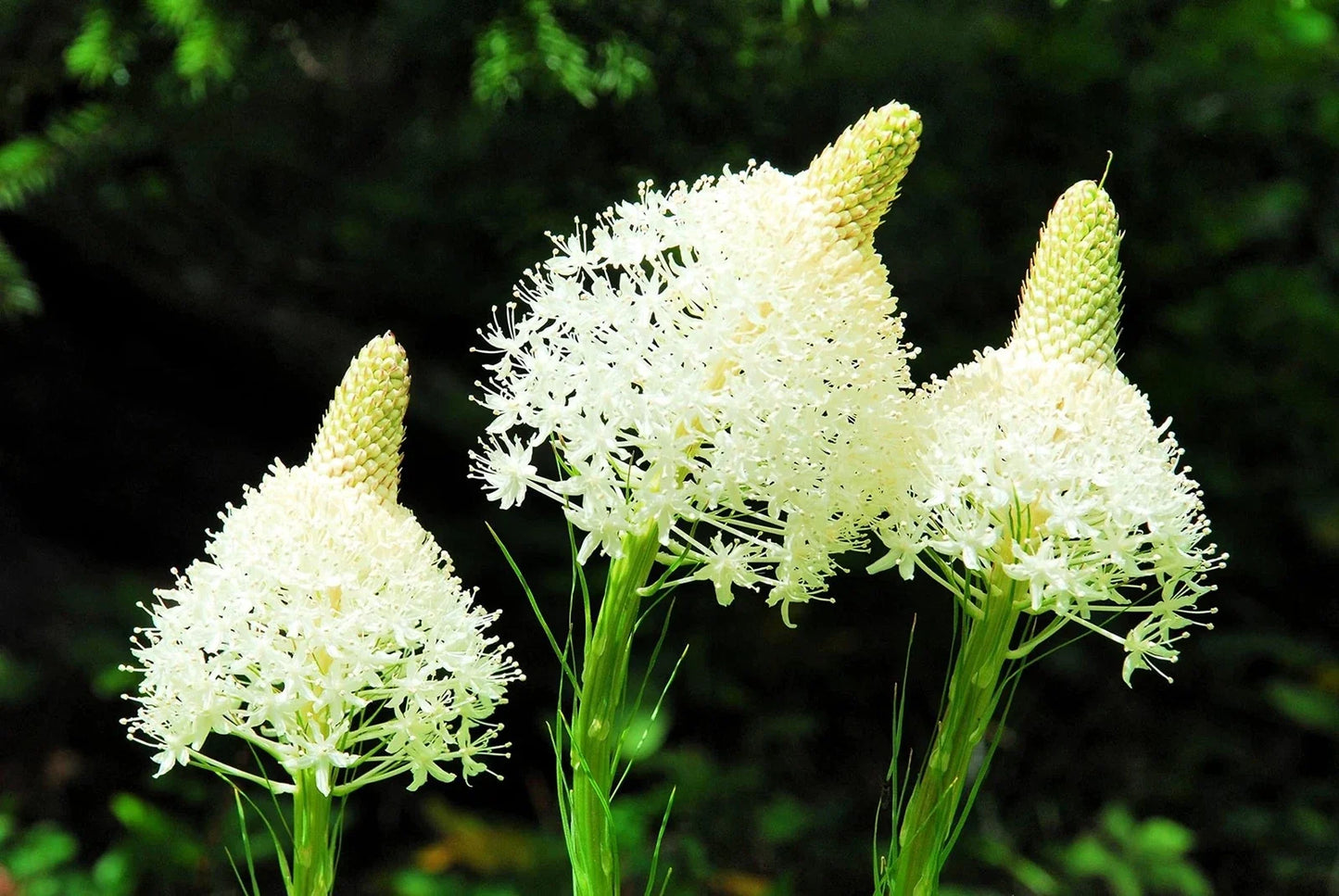 Bear Grass Seeds - 50 Pack - Xerophyllum tenax - Native Perennial Flowering Plant for Drought-Resistant Gardens