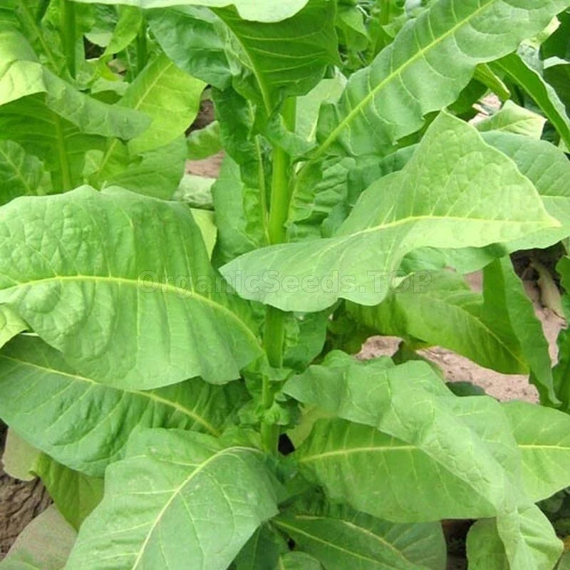 Heirloom Tobacco Seeds 1000 Count Havaña Z299 Non-GMO Nicotiana tabacum for Gardening & Cultivation