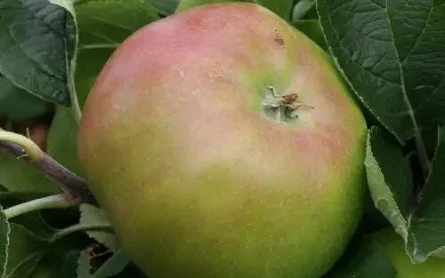 Jacques Lebel Apple Seeds - Organic Malus domestica Seeds for Home Garden Planting - 25+ Non-GMO Seeds