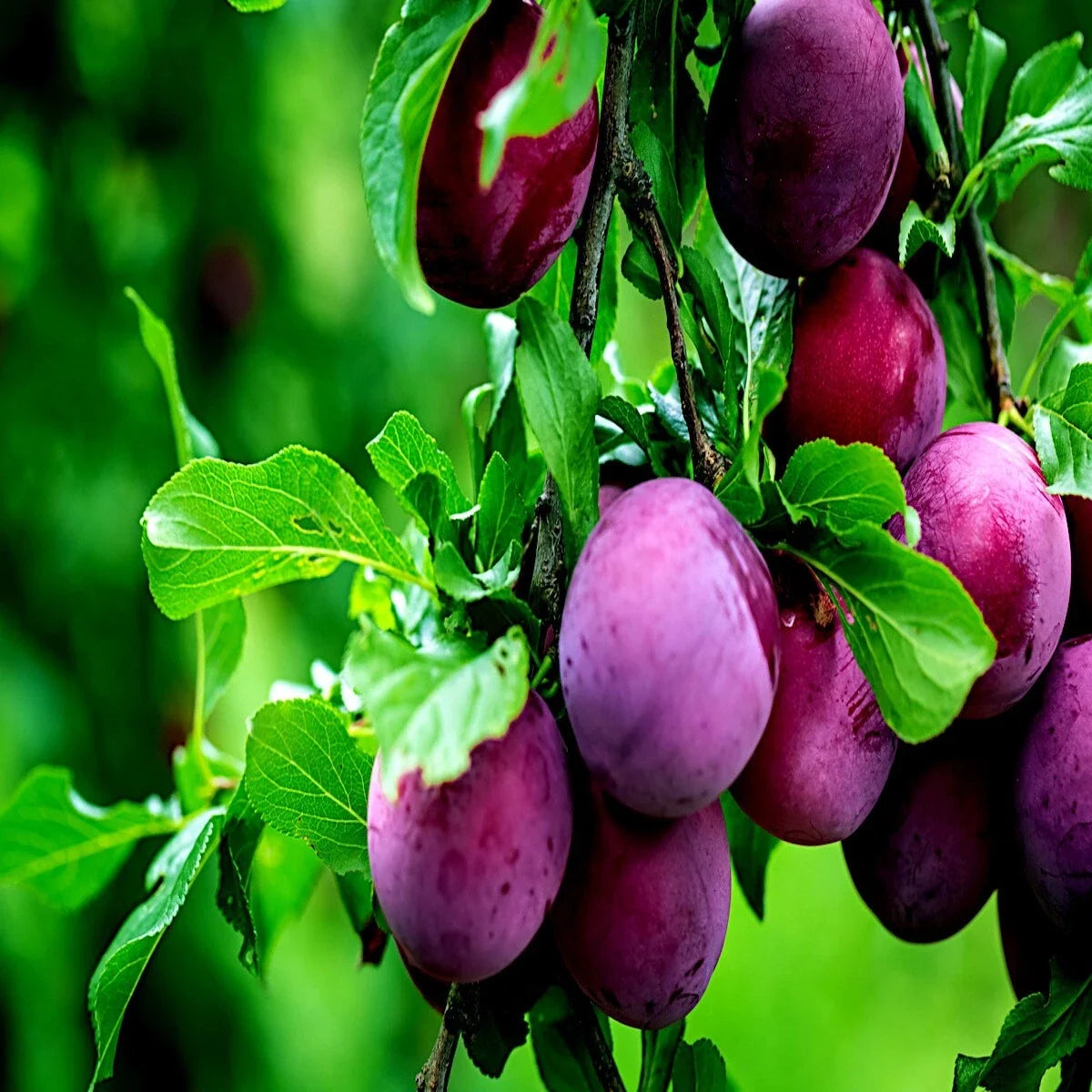 American Plum Tree Seeds, Prunus americana, Fast Growing Fruit & Flower Plant, Hardy in Zone 3, Edible Plums, Wildlife Attractant