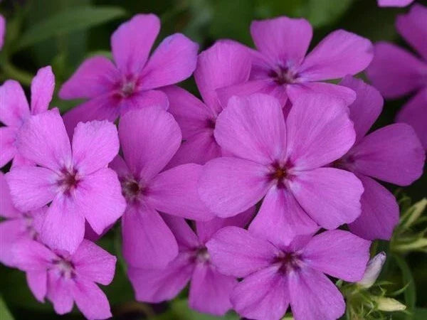 Gisele Purple Phlox Seeds - 100+ Count for Garden Borders & Beds - Phlox paniculata Perennial Flowers