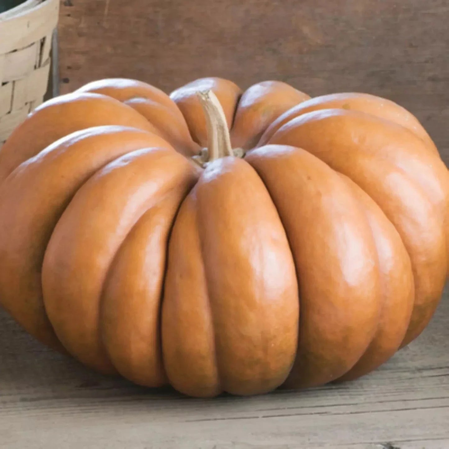 Fairytale Pumpkin Seeds - 30 Non-GMO Heirloom French Cooking Seeds