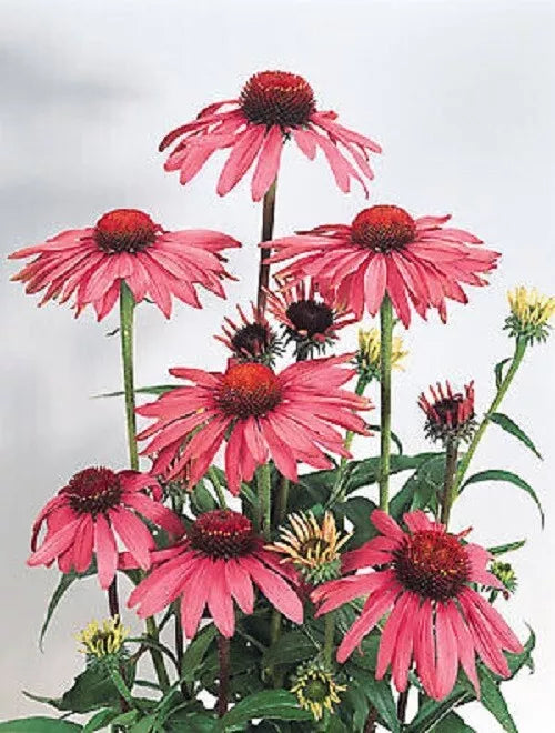 Deep Rose Coneflower Seeds - 50 Pack Echinacea Purpurea Perennial Flower Seeds