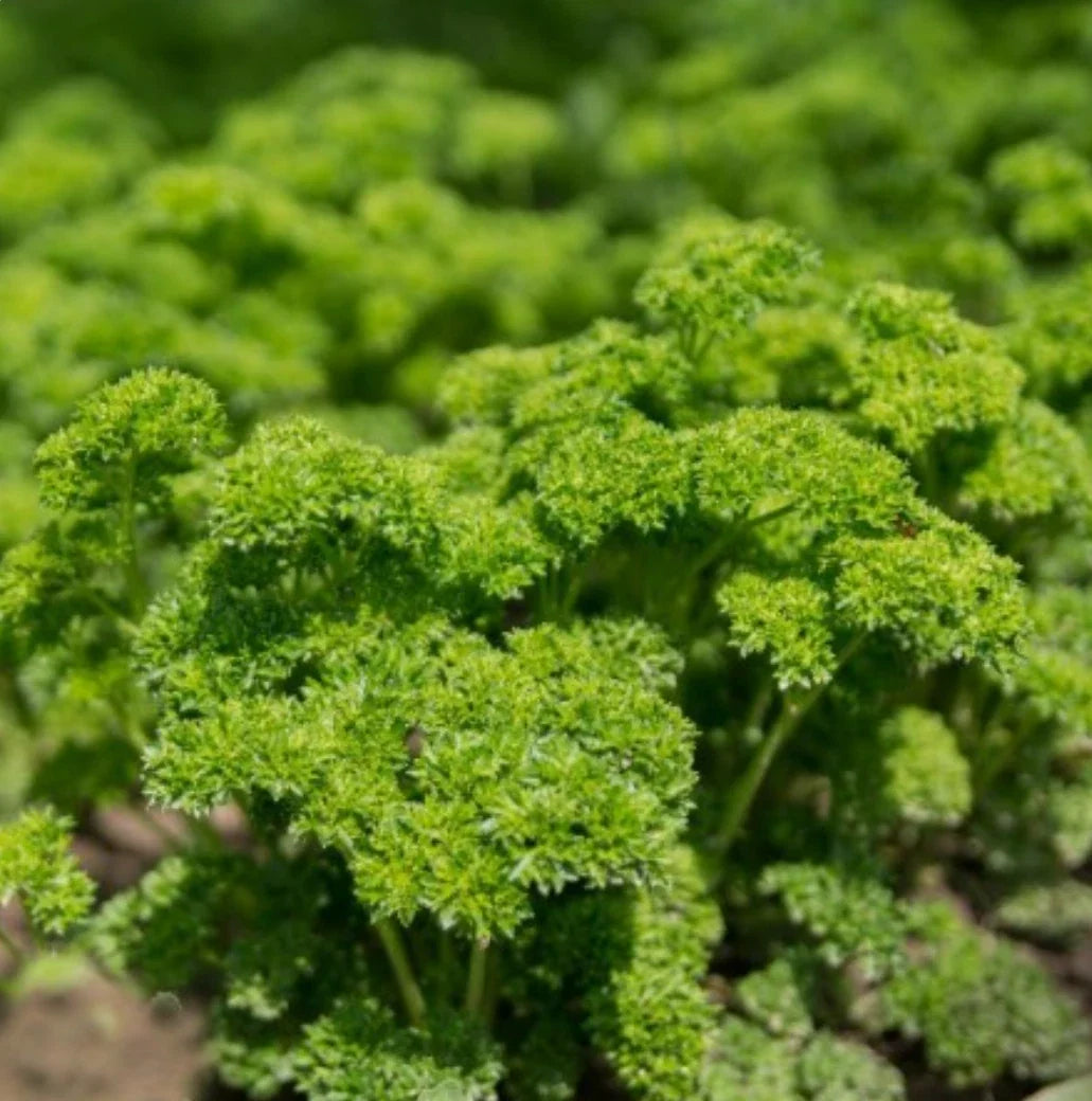 Moss Curled Parsley Seeds - Non-GMO, 1000+ Seeds - Petroselinum crispum - Herb, Culinary, Decorative Garden Plant