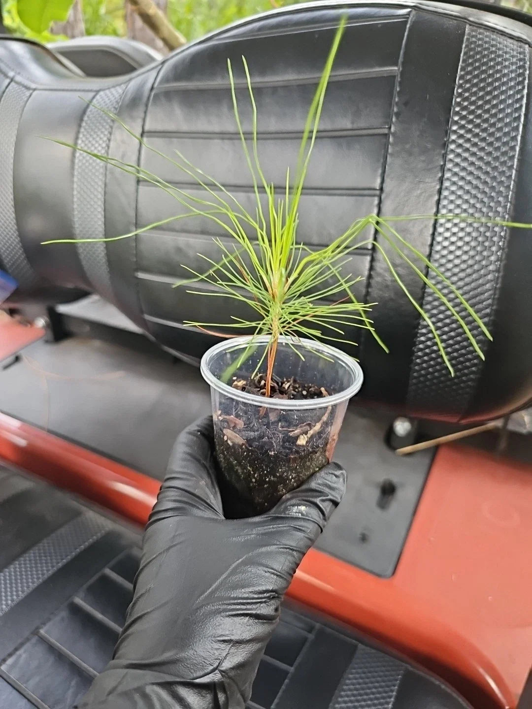Slash Pine Tree Live Plant - 3 Gallon Pot - Fast Growing Shade Tree - Pinus elliottii for Florida Gardens