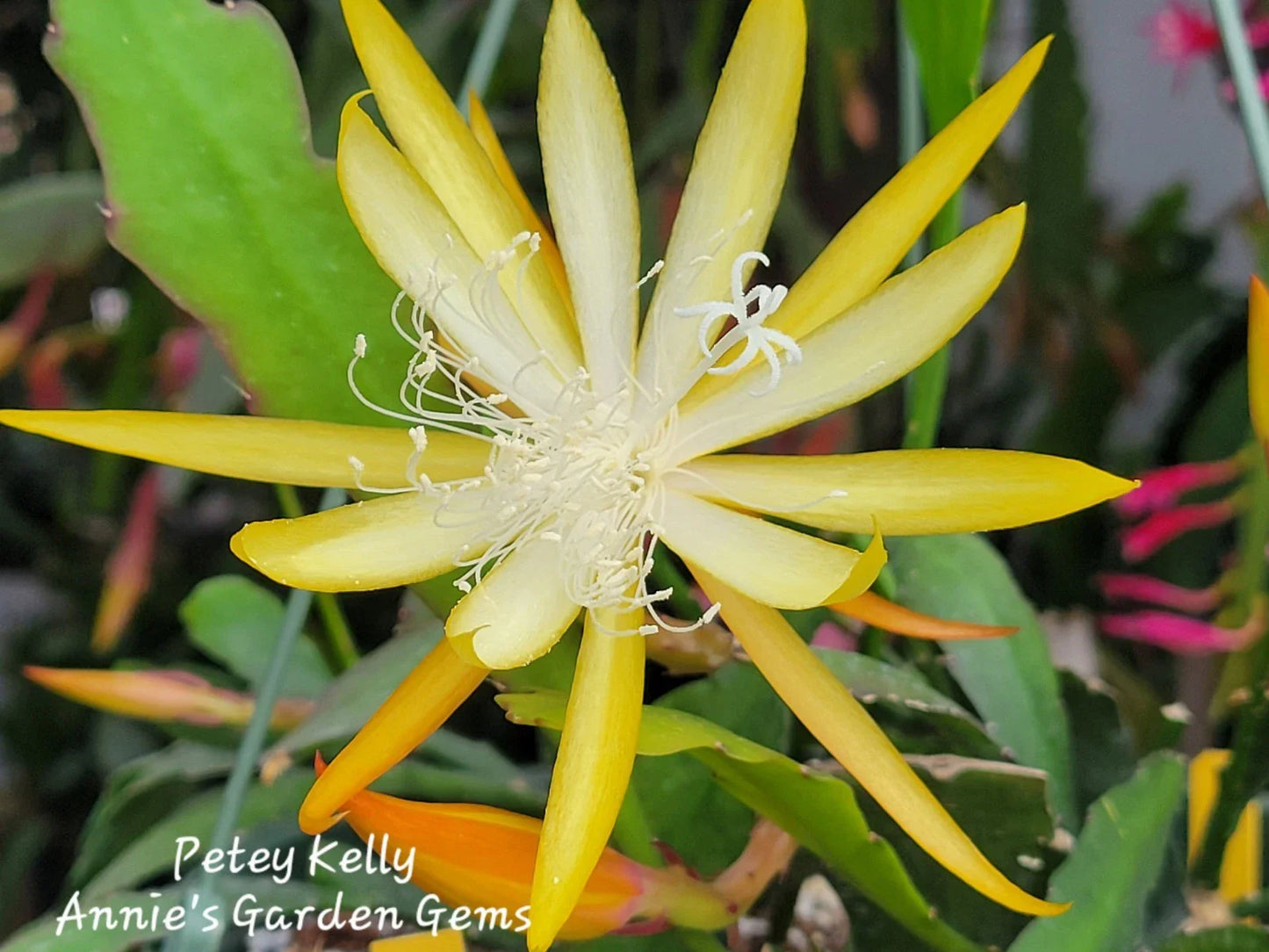 Epiphyllum Petey Kelly Cuttings - Unrooted 8-10 Inches - Epiphyllum spp. Cactus Propagation Plant
