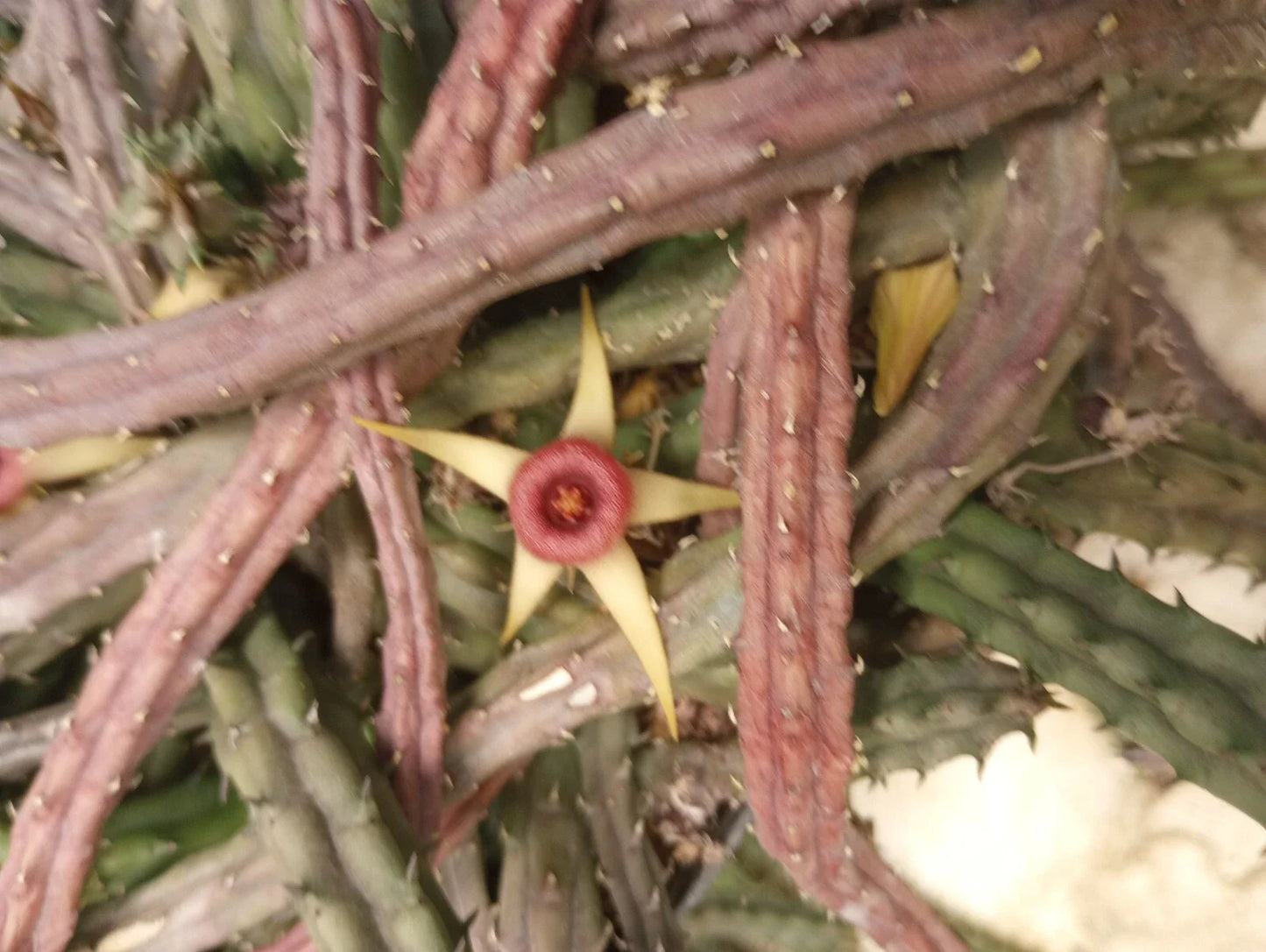 Unrooted Huernia procumbens Succulent Cuttings – Starfish Flower, Low-Growing, Trailing, Easy Propagation