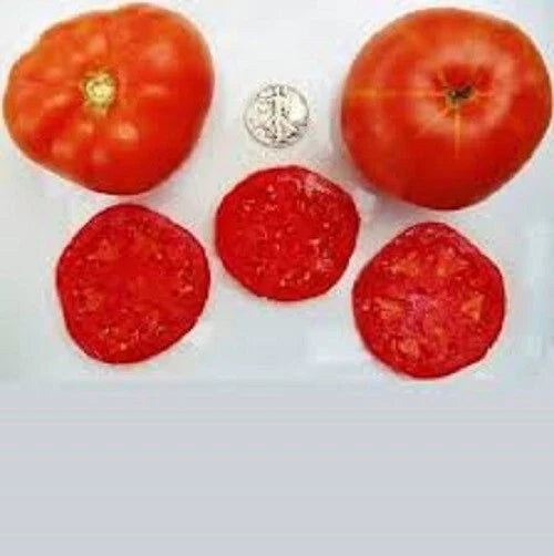 Trophy Plant Seeds – 25 Fresh Assorted Varieties – Asteraceae – Compact Bushy Growth – Non-GMO Gardening Seeds
