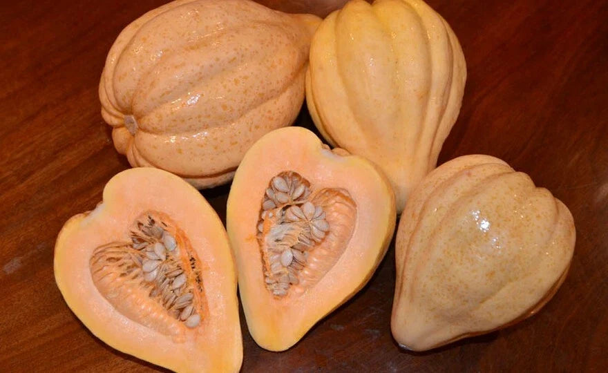Thelma Saunders Winter Squash Seeds – Heirloom Cucurbita maxima, Organic, Non-GMO, Full Sun, Vining, 20 Seeds