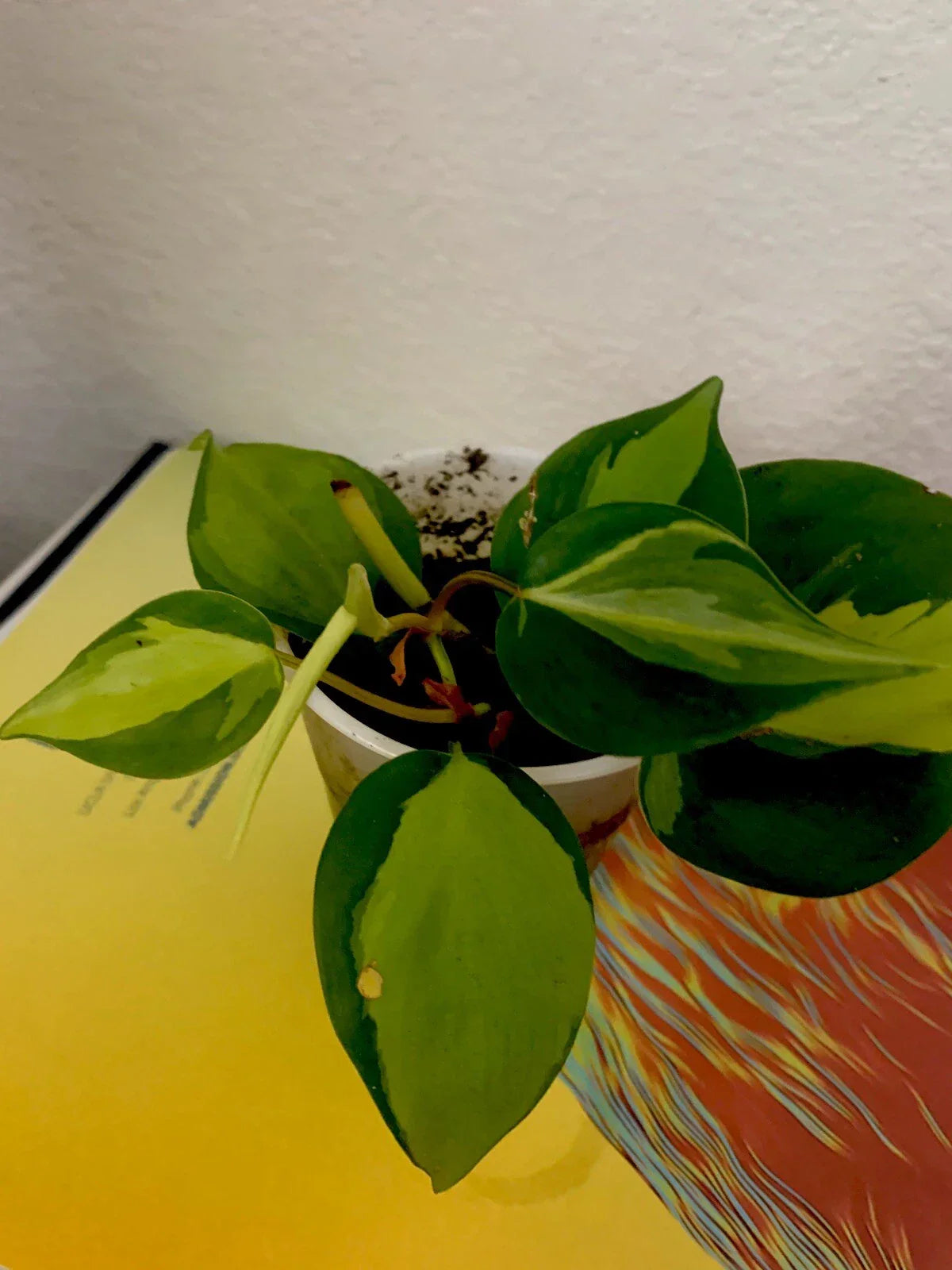 Philodendron Brazil Live Plant - 3 Inch Pot with Established Roots