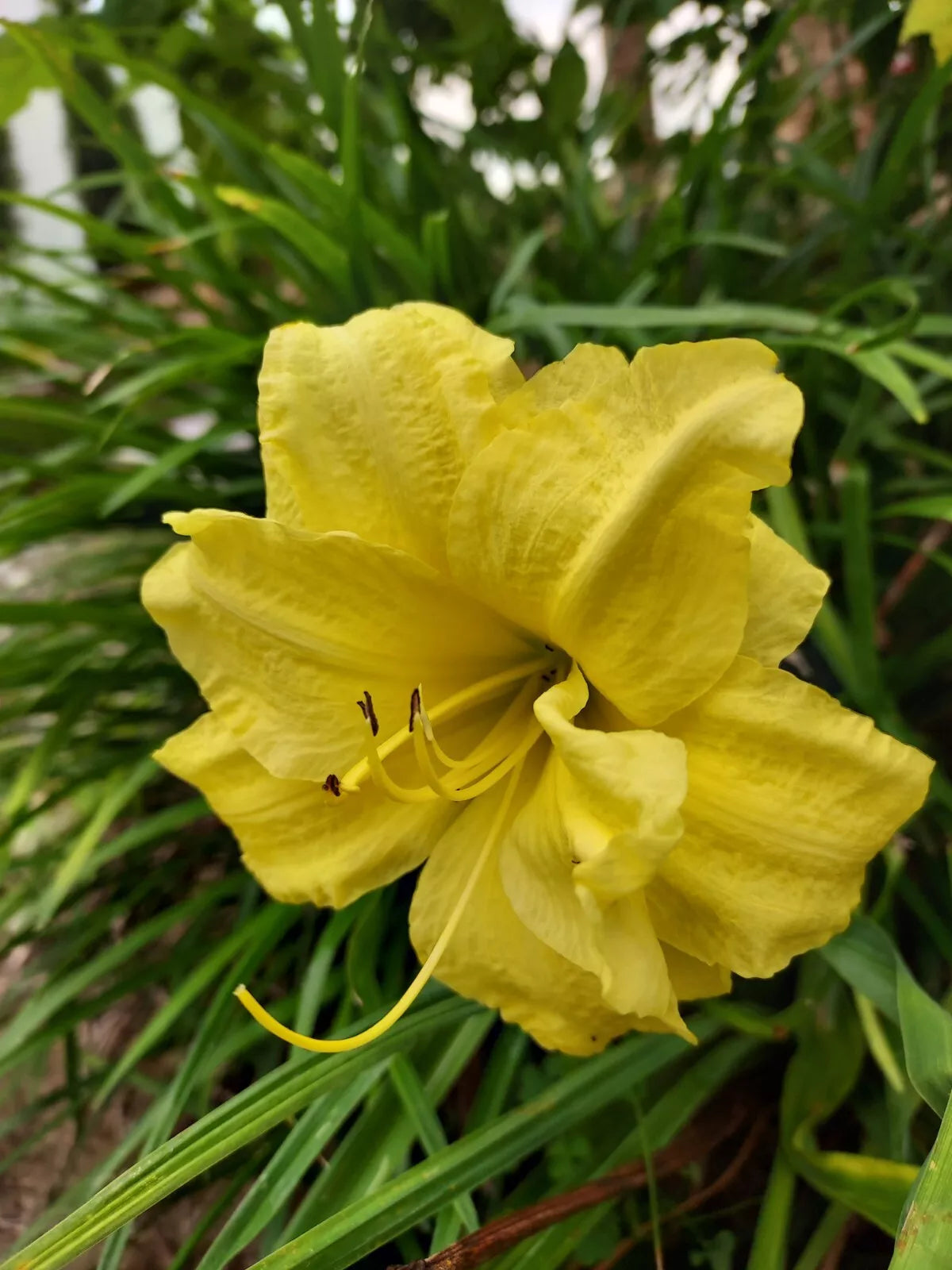 Buttercup Yellow Double Bloom Daylily Plants - Hemerocallis 'Buttercup Yellow' - Cold Hardy Perennial for Zones 3-9