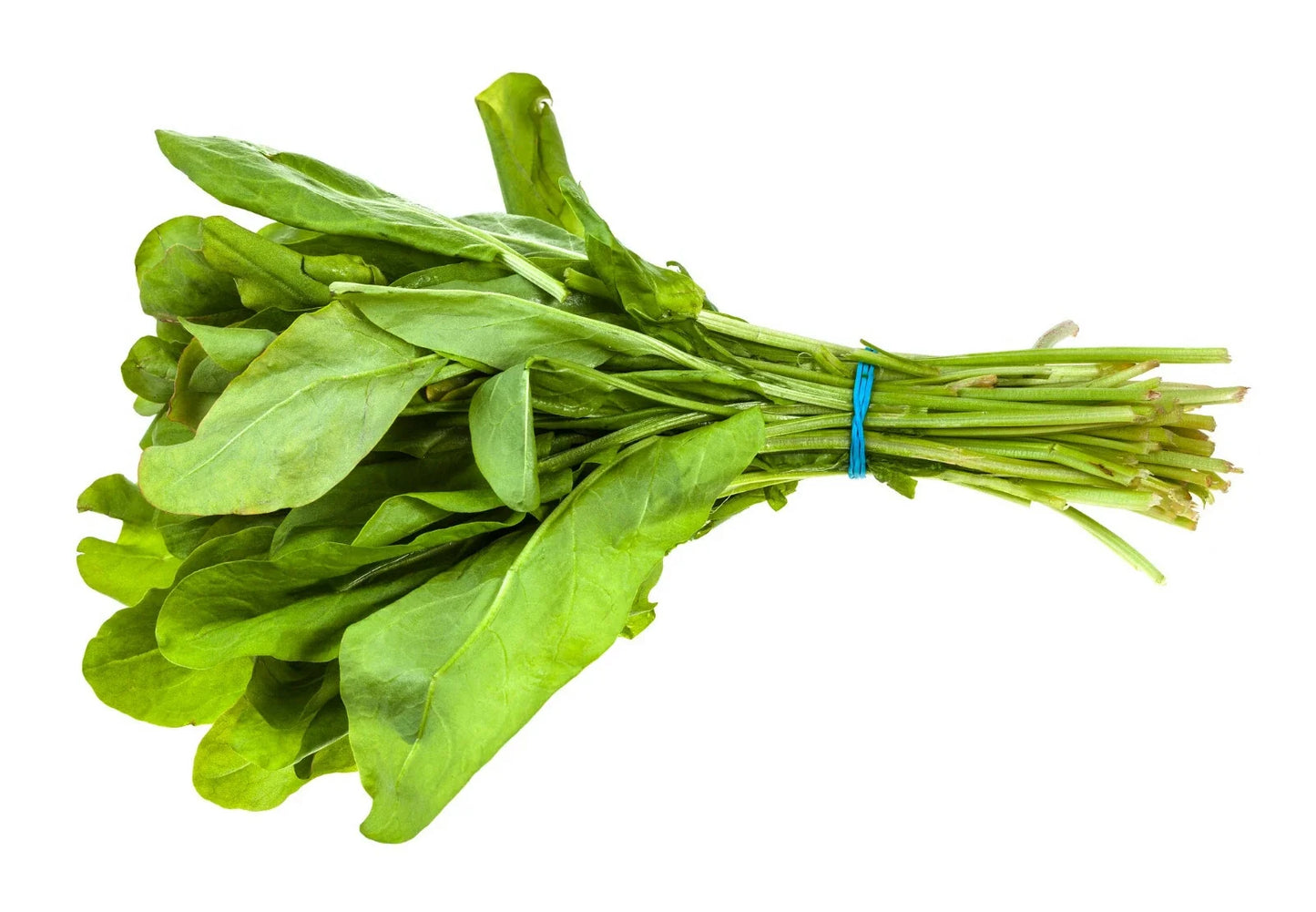 Broad Leaf Sorrel Seeds 1000+ Non-GMO Heirloom Herb Rumex acetosa for Culinary Garden Planting