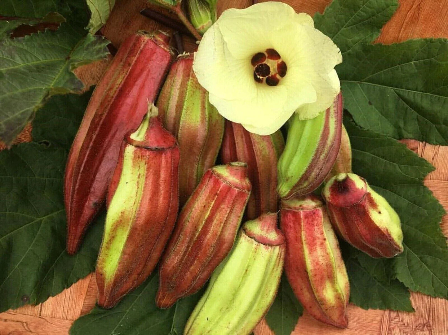 Texas Hill Country Red Okra Seeds - 50+ Heirloom Non-GMO Abelmoschus esculentus
