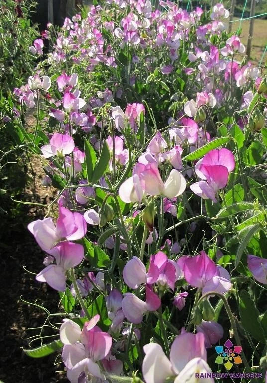 Semi-Dwarf Sweet Pea Seeds - Teresa Maureen Variety - Fragrant Flowers for Garden & Containers - Lathyrus odoratus