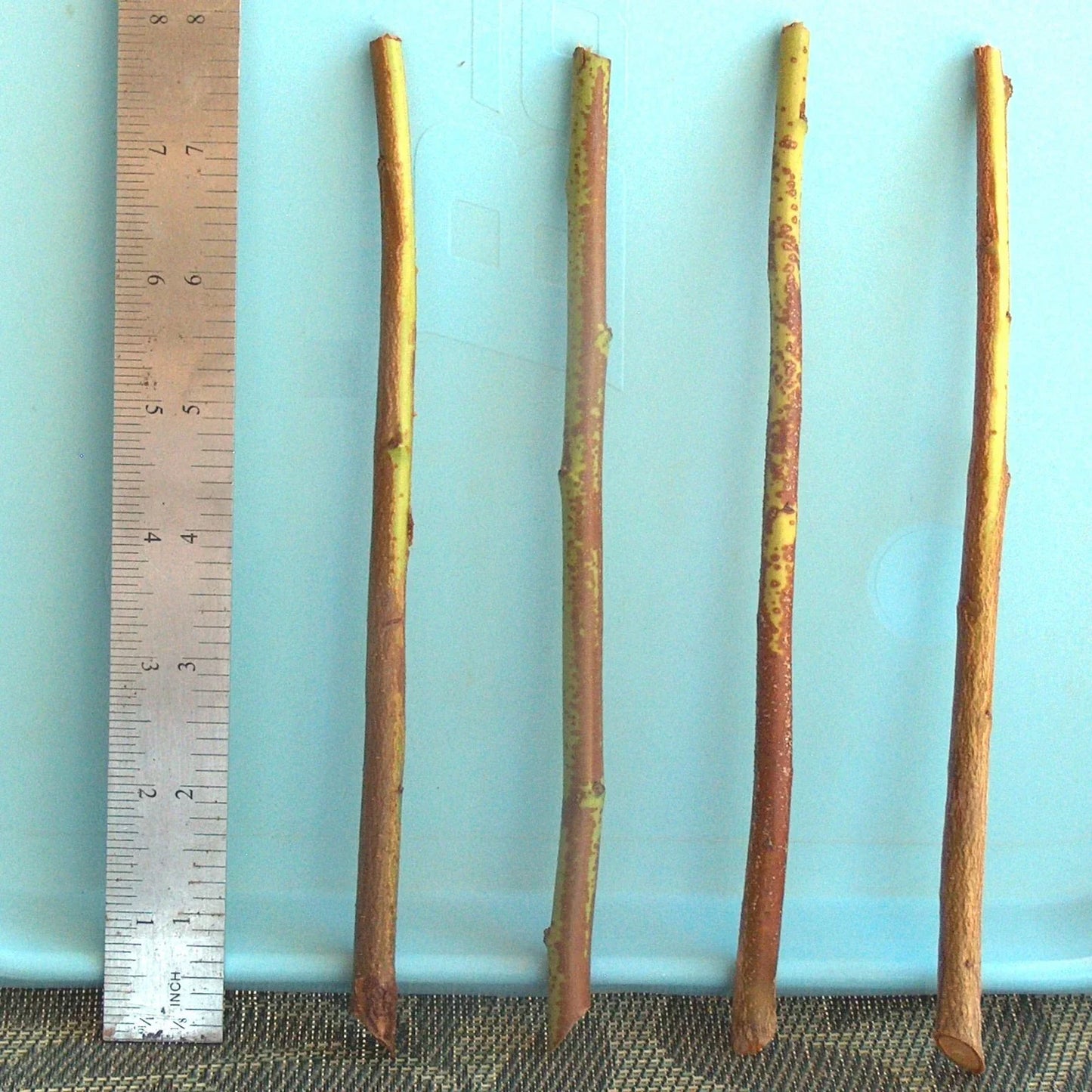 Plum Tree Rootstock Cutting 10 Pack Semi-Dwarf for Scion-Wood Grafting Prunus domestica
