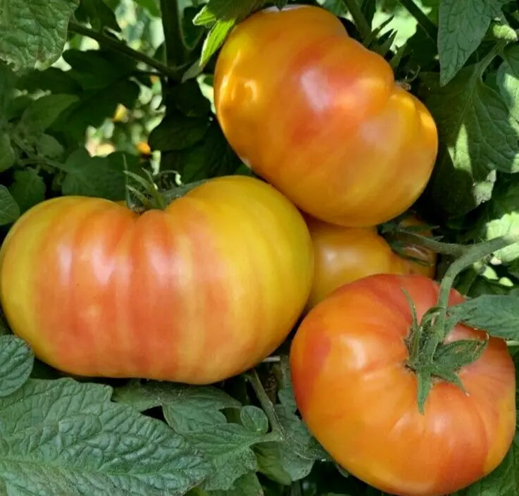 Hillbilly Tomato Seeds - 50+ Beefsteak Indeterminate Garden Vegetable Solanum lycopersicum