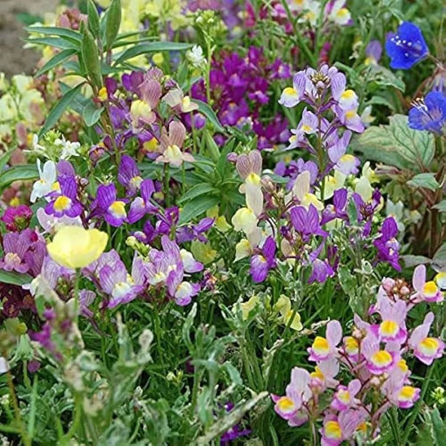 Snapdragon Fairy Bouquet Seeds - 2000+ Dwarf Linaria Maroccana - Vibrant Annual Flowers USA