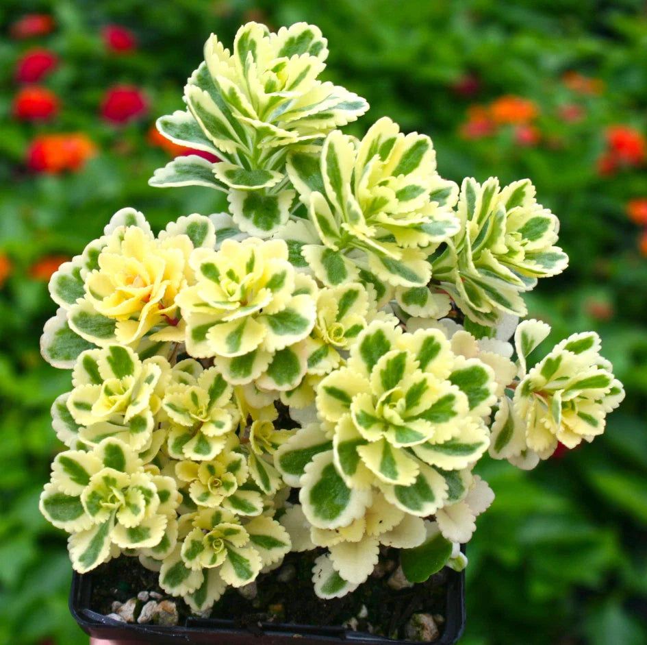 Sedum Takesimense Atlantis™ Variegated Succulent Live Plant 2-Inch for Garden Decor, Landscaping, Indoor & Outdoor Use