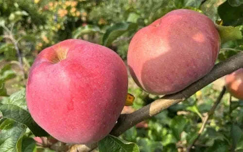Wolf River Apple Seeds - 25 Heirloom Malus domestica for Garden Planting, Large Sweet Apples, Fruit Tree Seeds