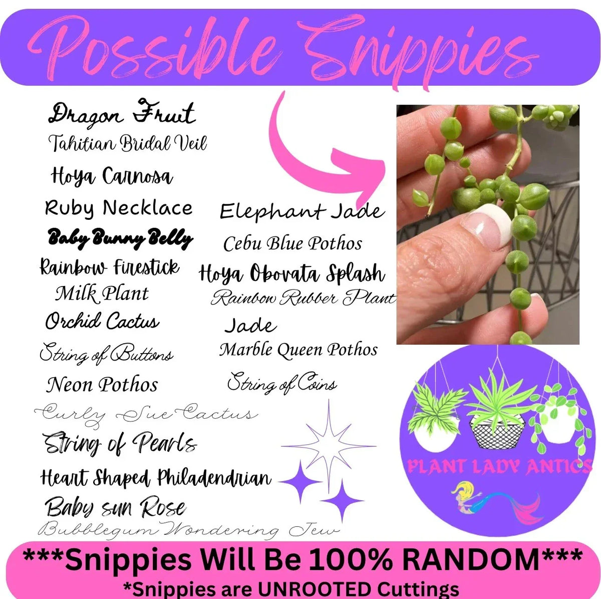 Mystery House Plant Cuttings Set of 6 - Indoor Variety for Propagation and Home Decor