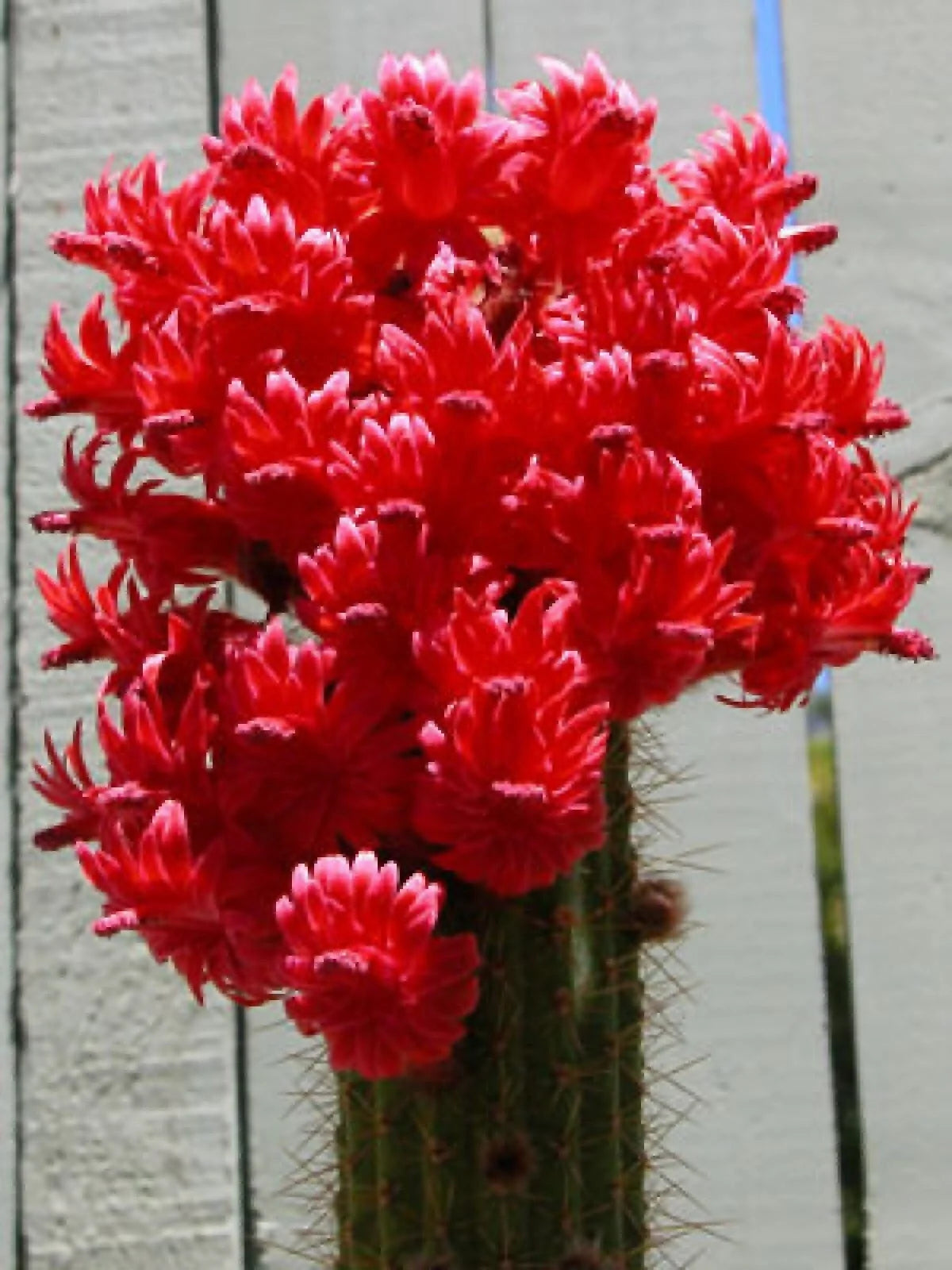 Red Torch Cactus Seeds - Bolivicereus s. Indoor Houseplant, Showy Red and Yellow Flowers, Easy to Grow, Non-Toxic, 10 Seeds