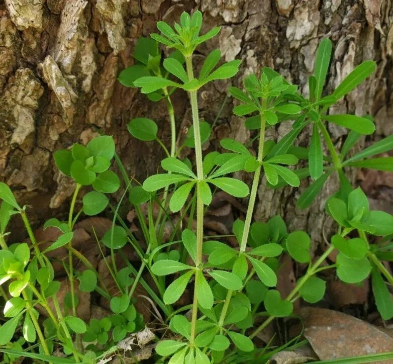 Cleavers Herb Seeds - 20 Heirloom Galium aparine Medicinal Plant for Herbal Remedies and Gardening