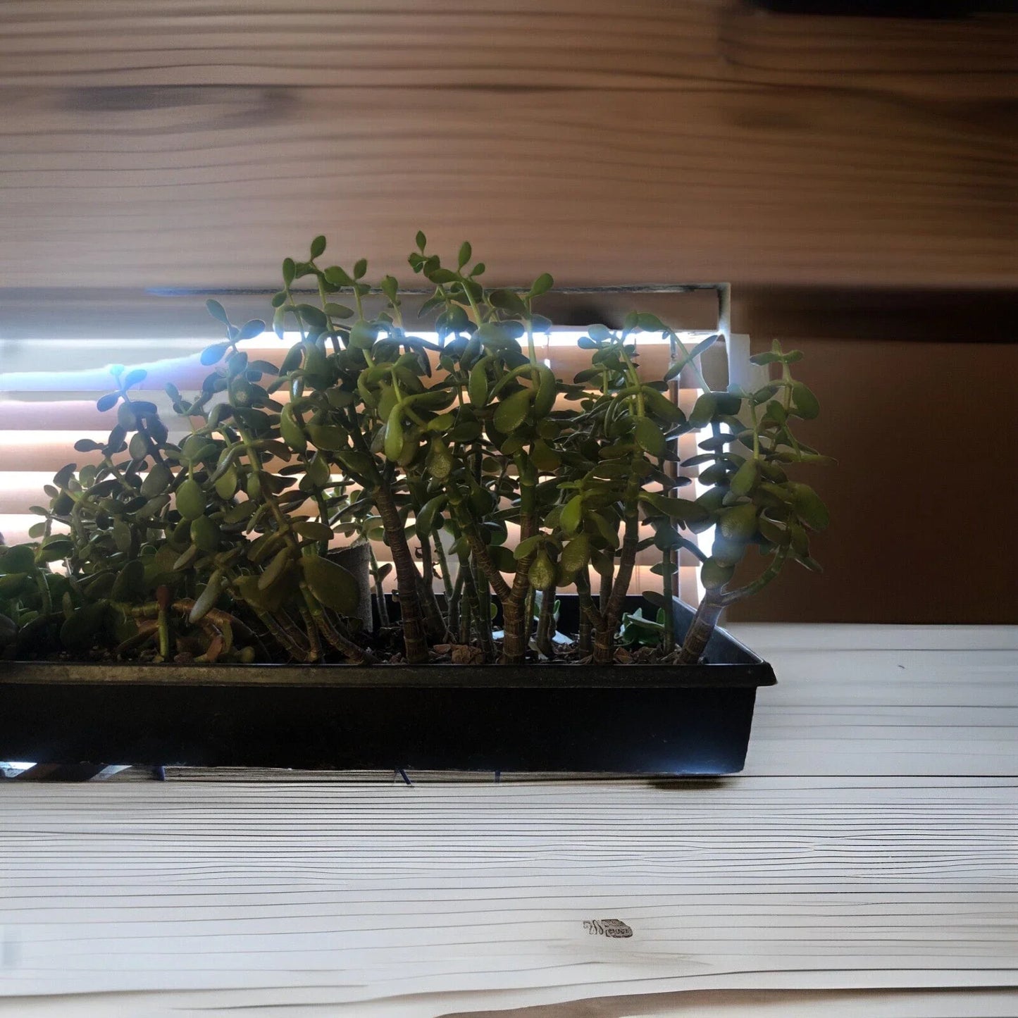 Large Rooted Jade Plant Cutting – Crassula ovata, Indoor Succulent, Green Foliage, Easy Care, 12 Inches Tall