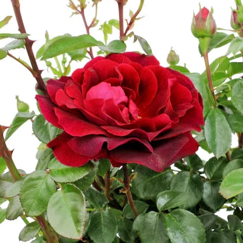 True Spirit Rose Bush 1-2' Red Blooms Live Plant Rosa 'True Spirit' Full Sun Zones 5-10