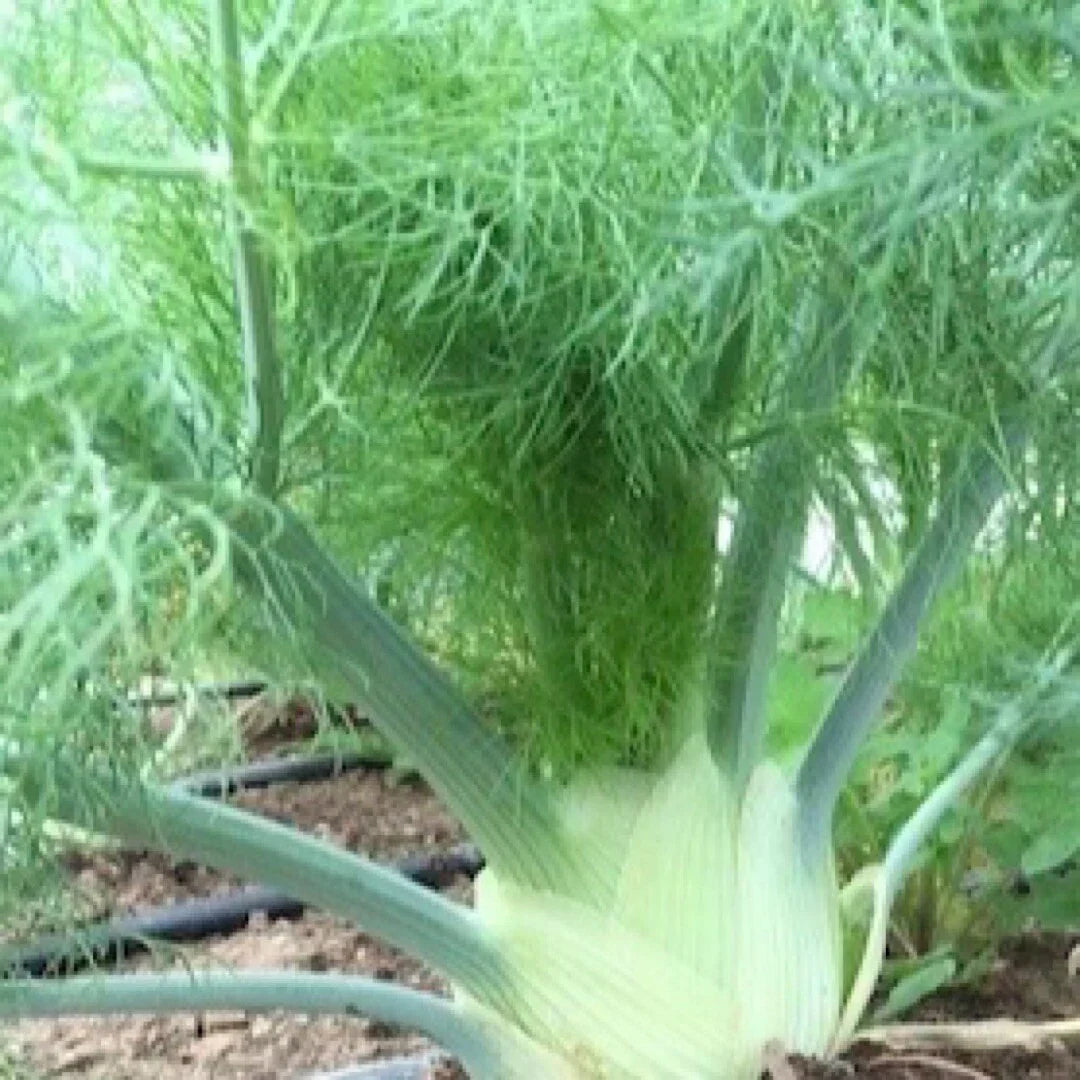 200+ Florence Fennel Seeds (Foeniculum vulgare) - USA Grown Herb Garden Seeds