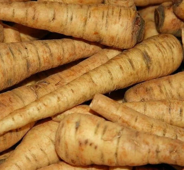 Parsnip Seeds 200+ Harris Early Model Vegetable Garden Culinary Seeds Pastinaca sativa
