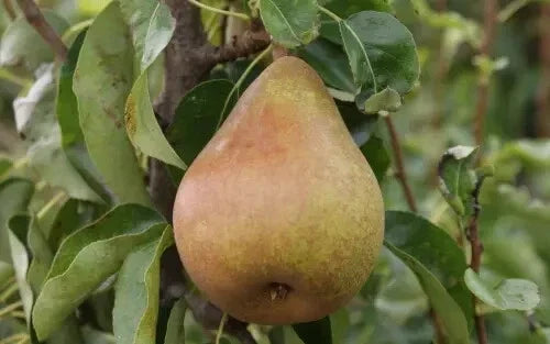Doyenne du Comice Pear Seeds - 25+ Pack for Gardening - Pyrus communis - Fruit Tree Seeds for Home Garden & Orchard