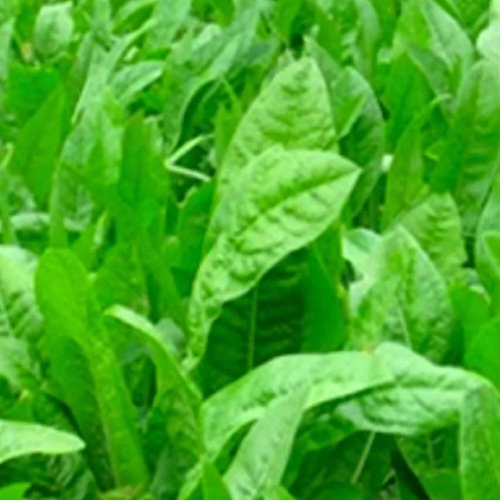 Chicory Seeds | NON-GMO Heirloom Oasis Variety | Fresh Flower Seeds