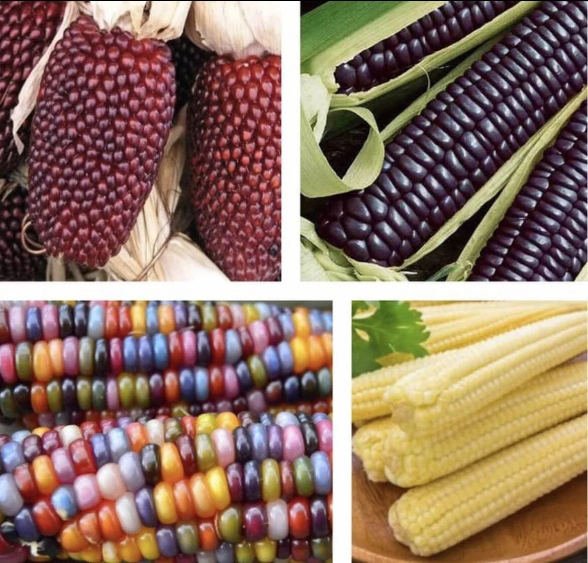 Blue Corn Seeds 4 Pack – Glass Gem, Japanese Baby, Strawberry Corn Zea mays Heirloom Non-GMO Seeds