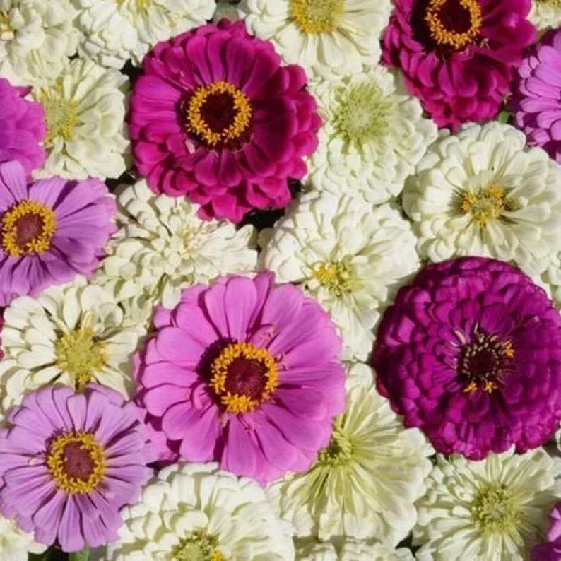 Blueberry Cheesecake Zinnia Seeds - Organic Flower Seeds for Garden, Multi-Color Blooms, Zinnia elegans, 100 Pack