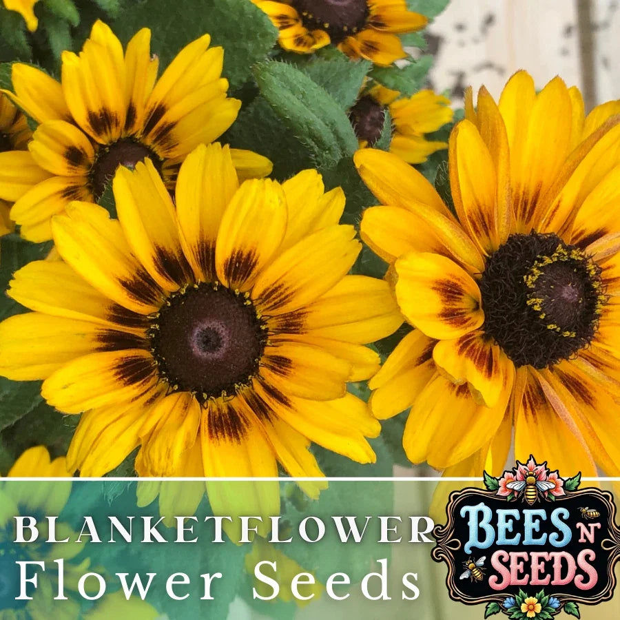 Finesse Blanket Flower Seeds - Gaillardia aristata - Non-GMO Flower Seeds for Borders & Pollinator Gardens - 200 Pack