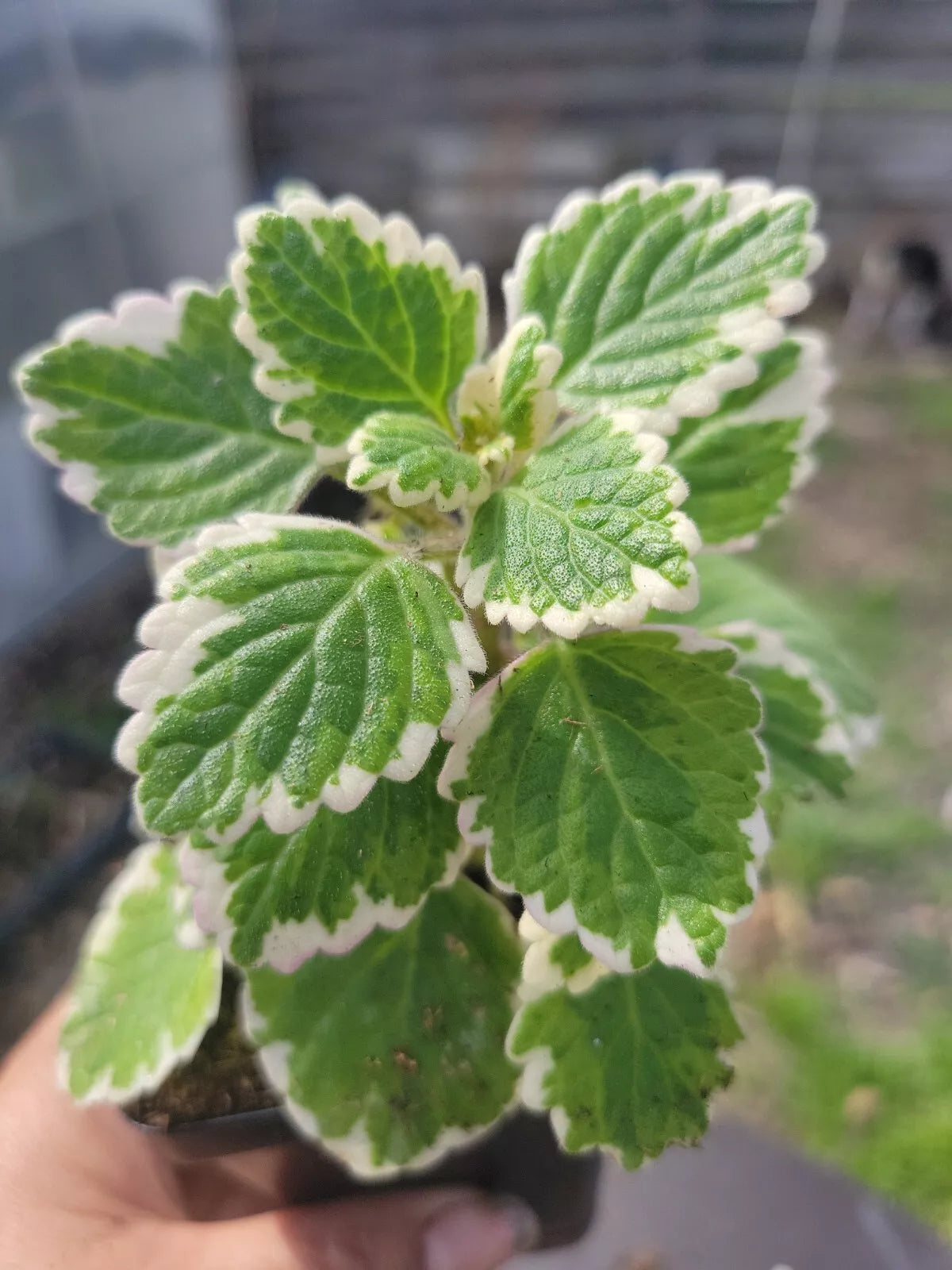 Swedish Ivy Starter Plant - Green & White Variegated Plectranthus verticillatus Indoor Houseplant