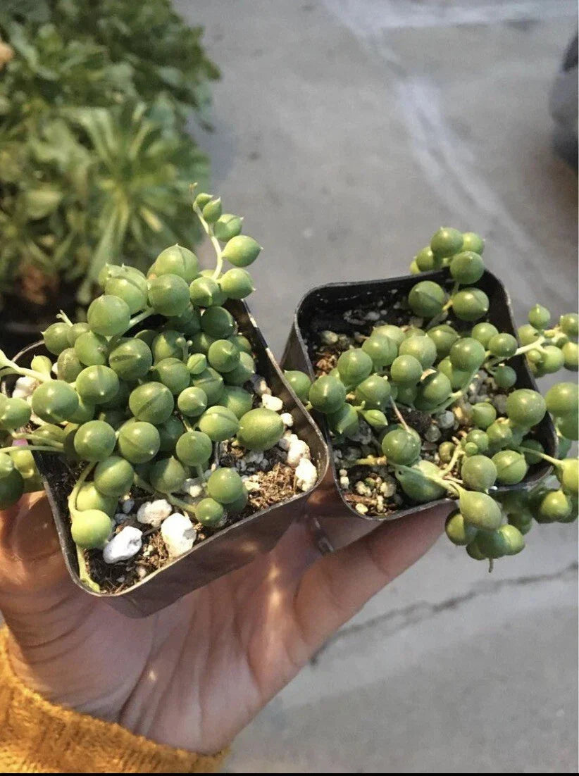 String of Pearls Succulents 2 Pack - Senecio Rowleyanus in 2" Pots